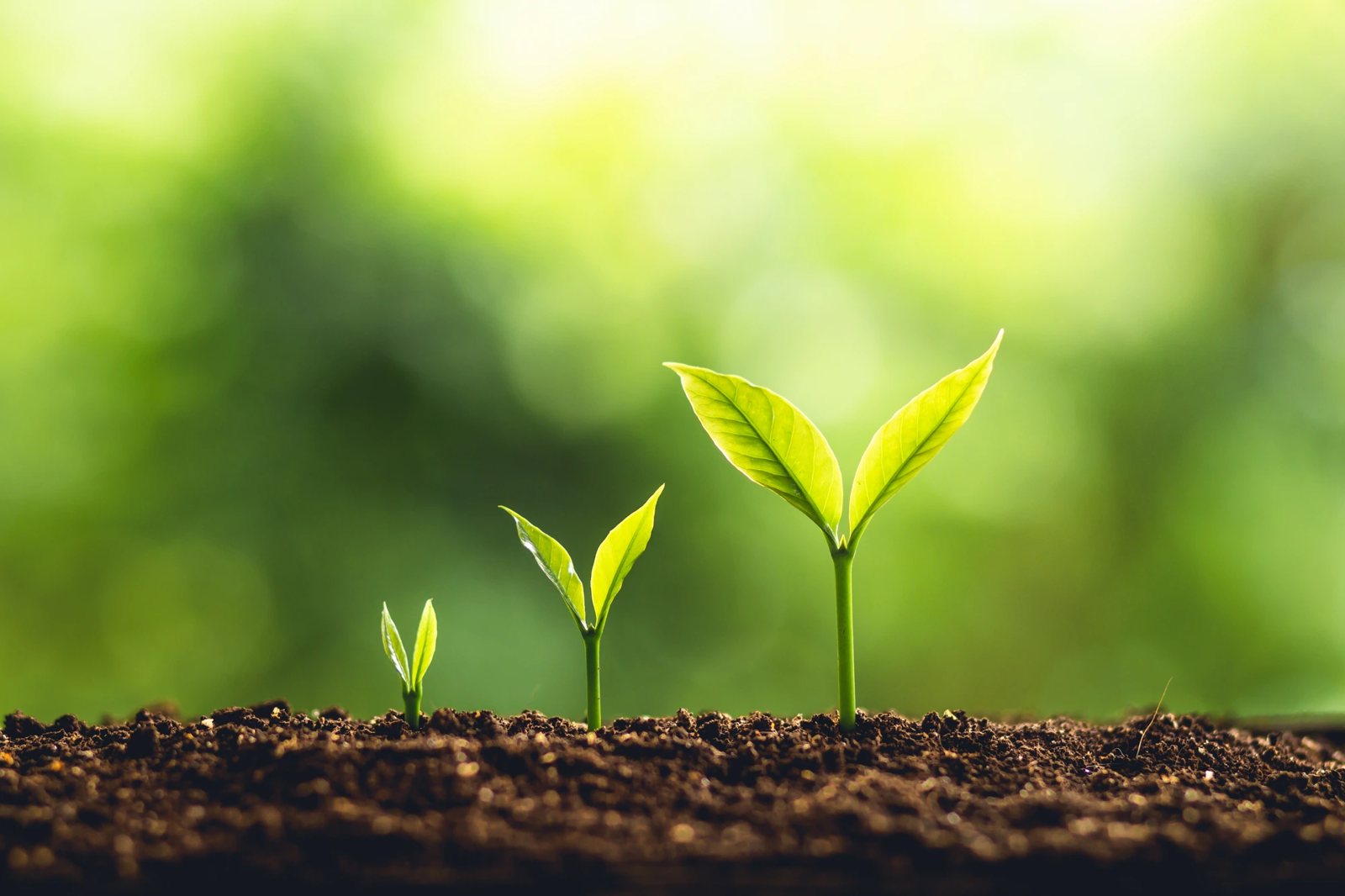 Three decades of understanding organisations